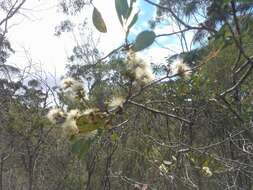 Image of Eucalyptus camphora subsp. camphora