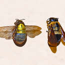 Image of Xylocopa africana (Fabricius 1781)