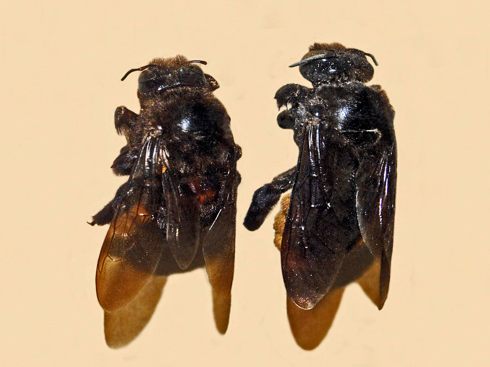 Image of Xylocopa augusti Lepeletier 1841