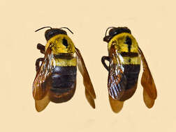 Plancia ëd Xylocopa olivacea (Fabricius 1778)