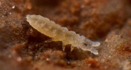 Image of Ceratophysella
