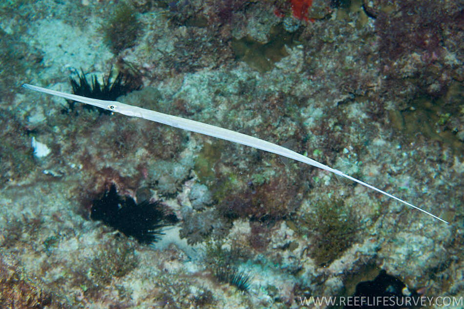 Image of Bluespotted cornetfish