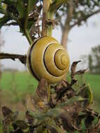 Image of Brown Lipped Snail