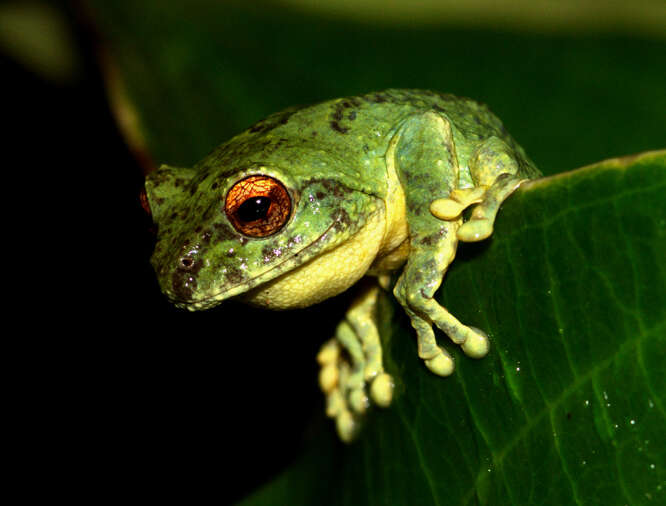 Image of Green bush frog