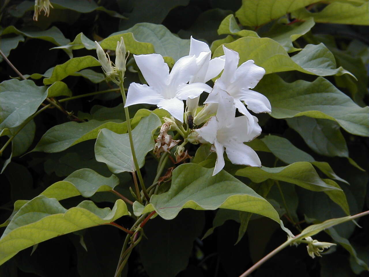 Image of Mandevilla laxa (Ruiz & Pav.) R. E. Woodson