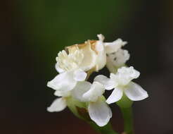 Слика од Begonia salaziensis (Gaudich.) Warb.