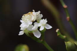 Слика од Begonia salaziensis (Gaudich.) Warb.