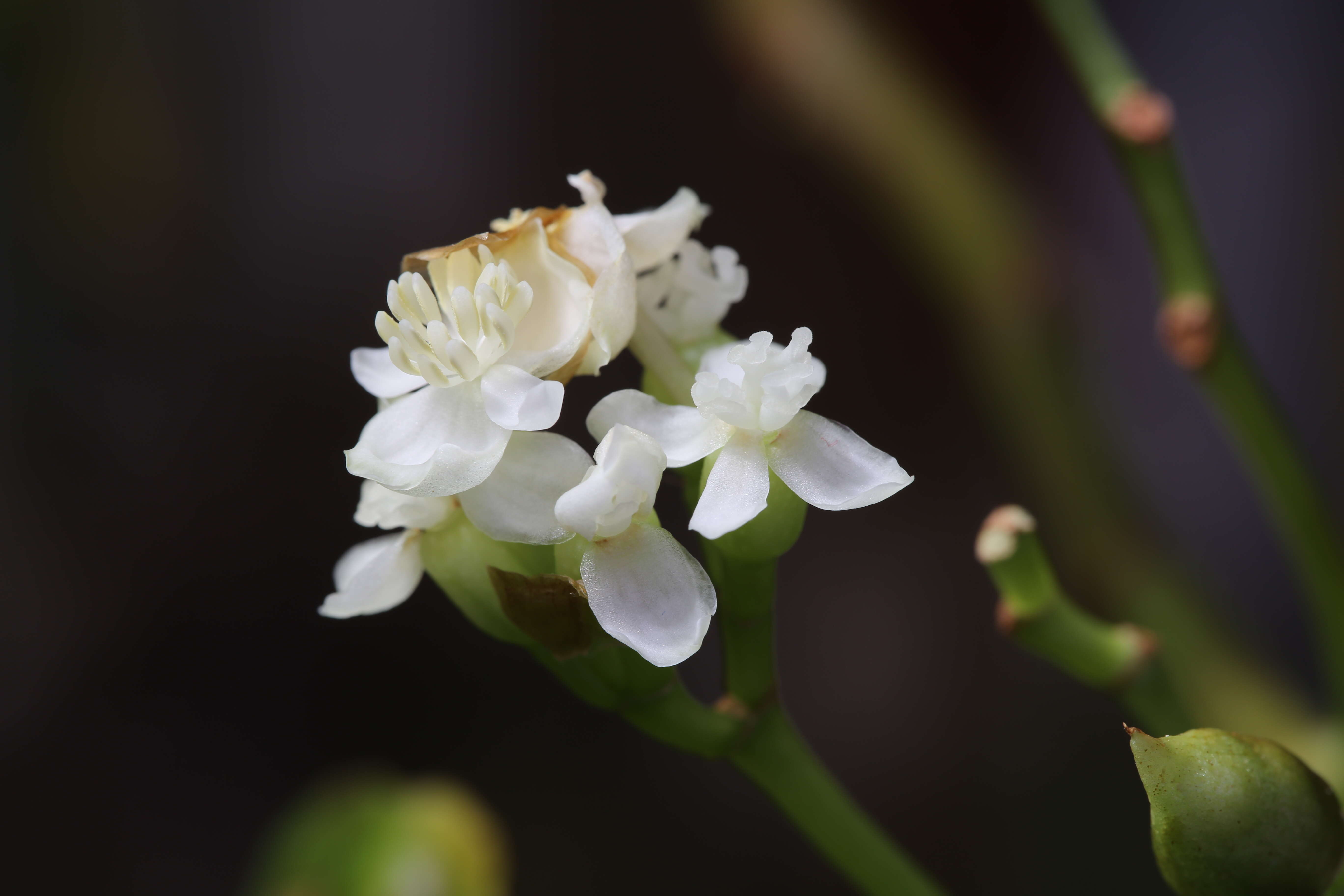 Image of Begonia salaziensis (Gaudich.) Warb.