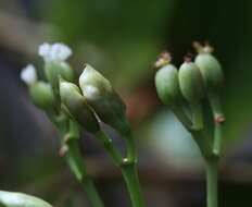 Слика од Begonia salaziensis (Gaudich.) Warb.