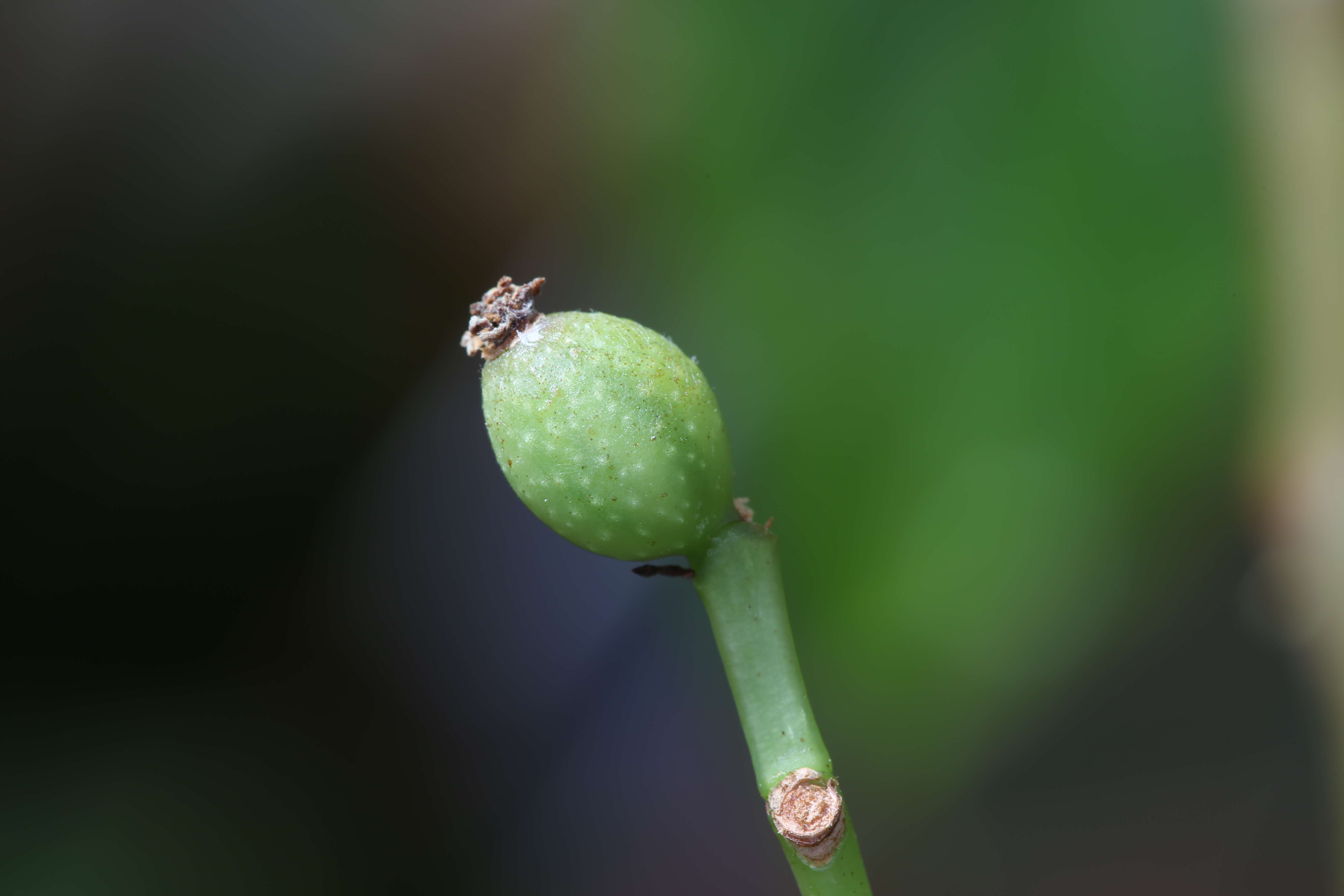 Image of Begonia salaziensis (Gaudich.) Warb.