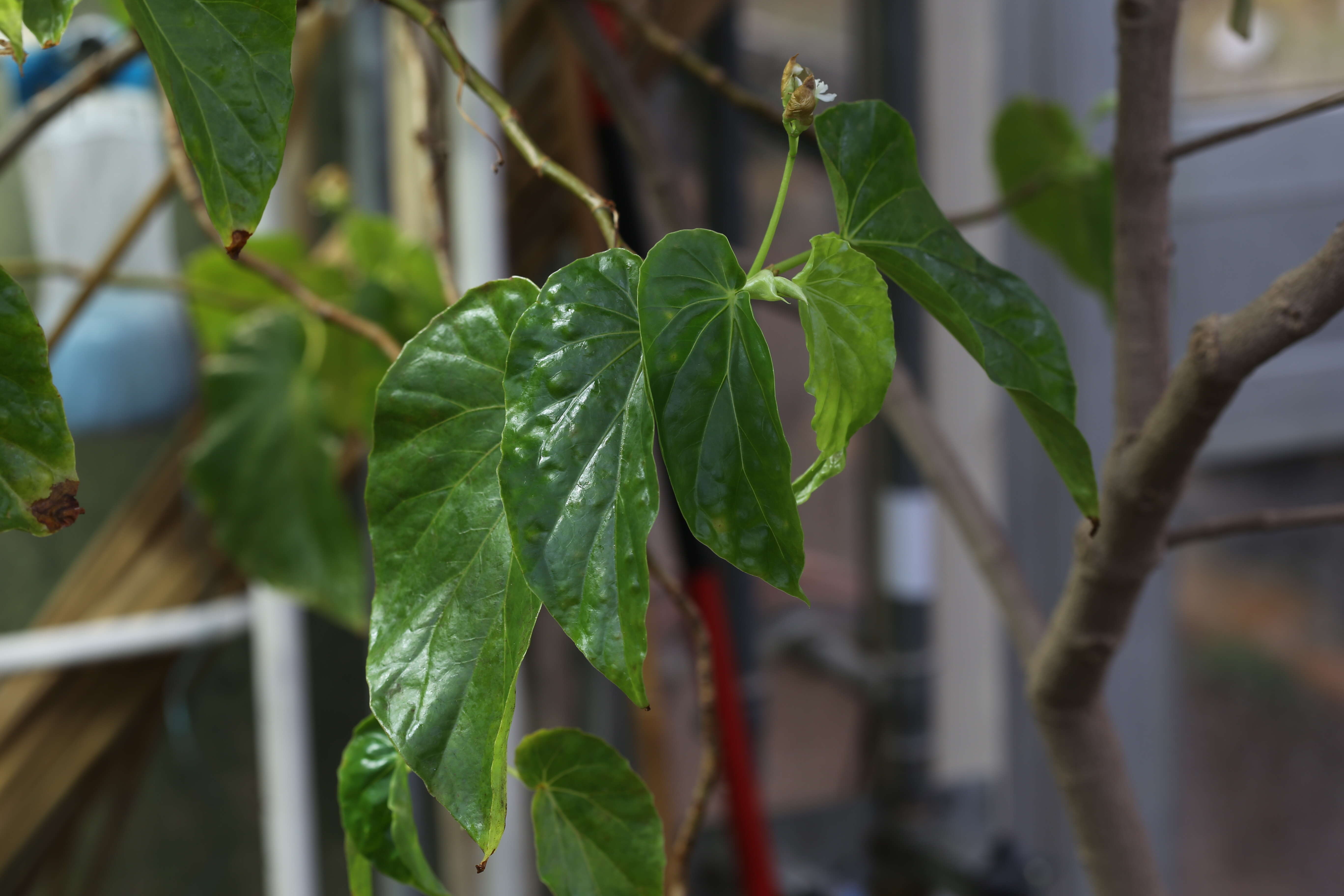 Image of Begonia salaziensis (Gaudich.) Warb.