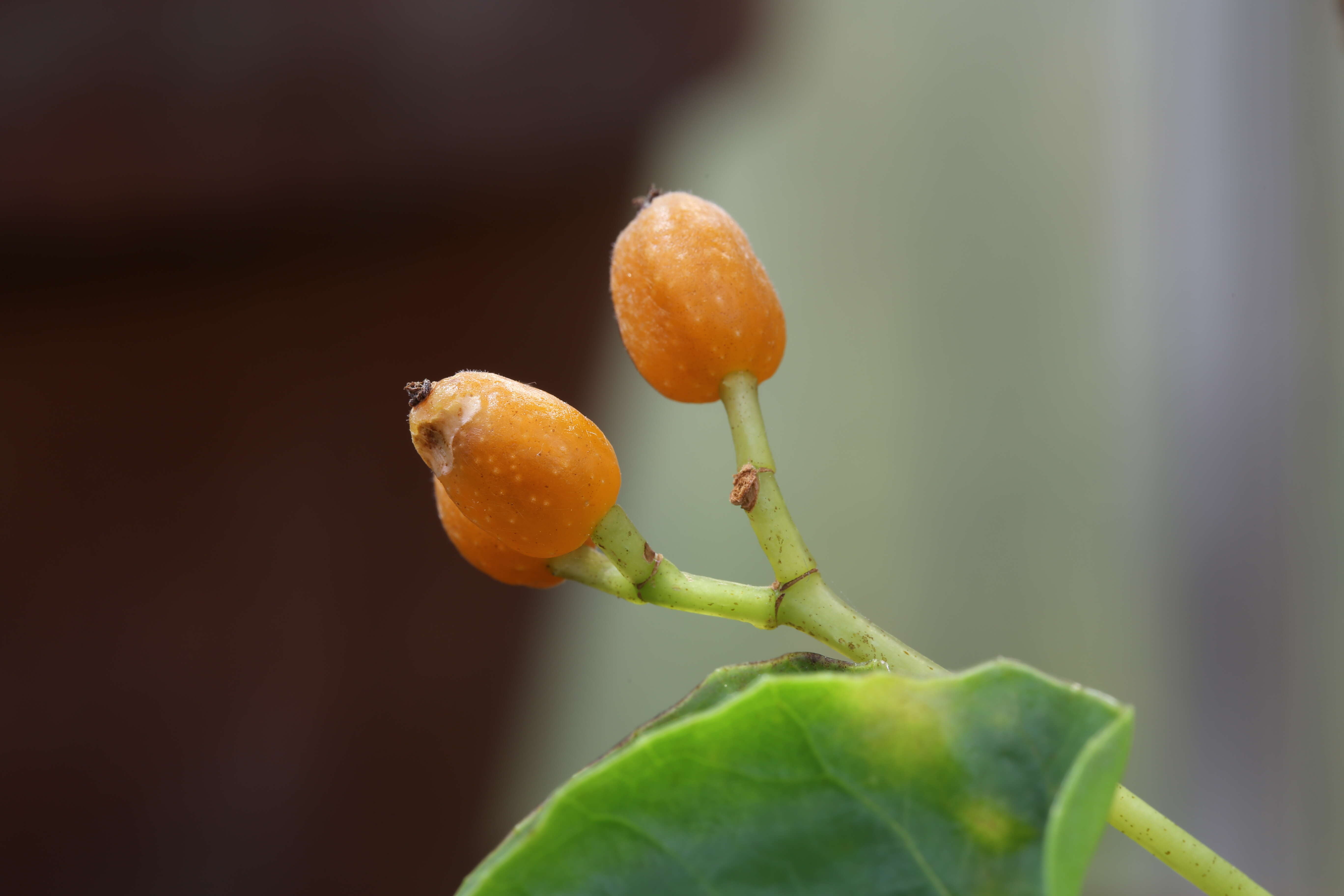 Слика од Begonia salaziensis (Gaudich.) Warb.