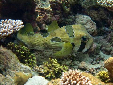 Image of Black-blotched porcupinefish