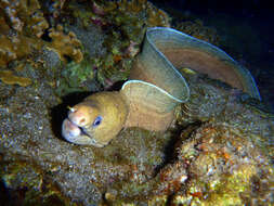 Image of Brown moray Eel