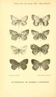 Imagem de Colias dubia Elwes 1907