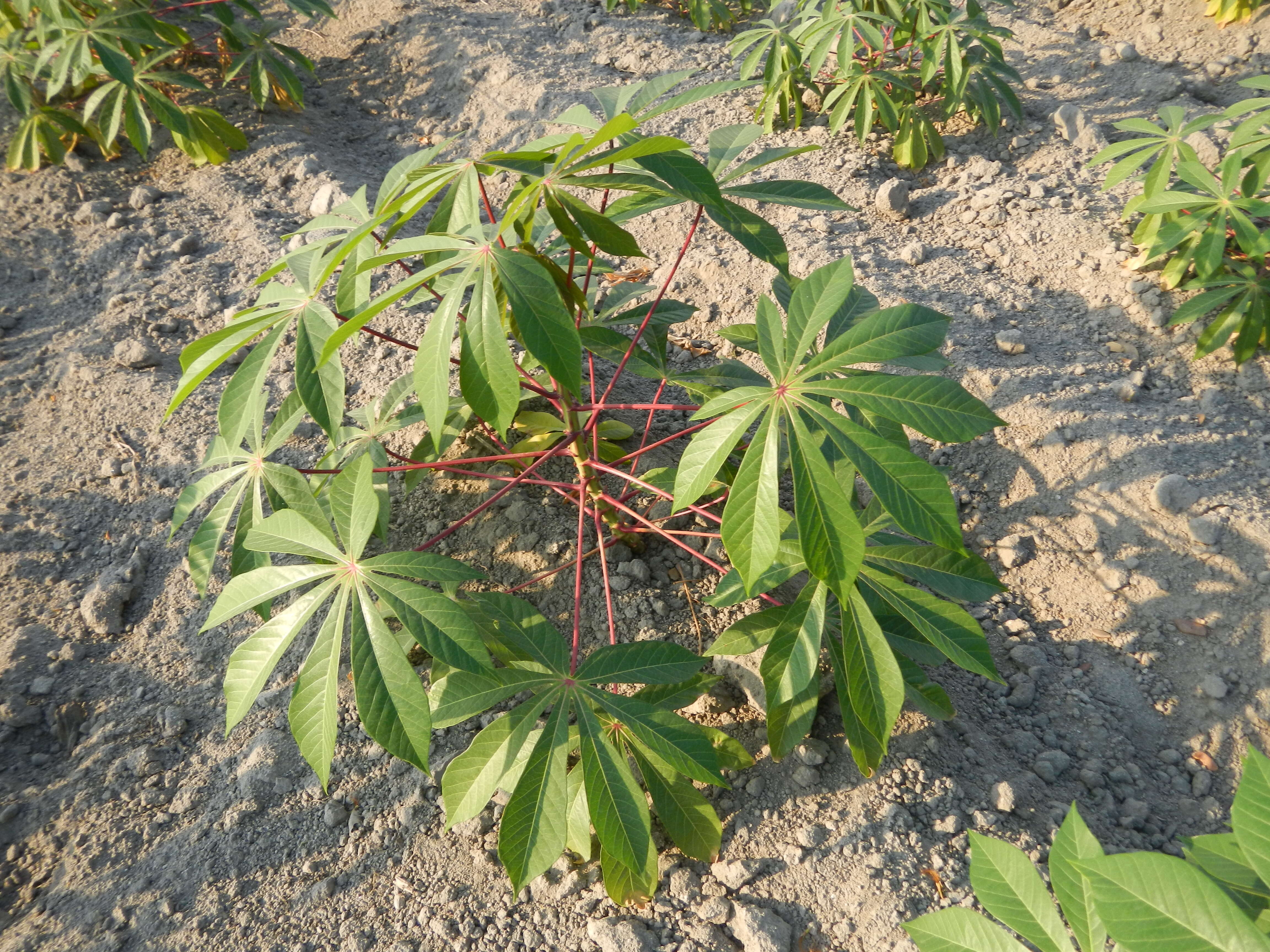 Image of cassava