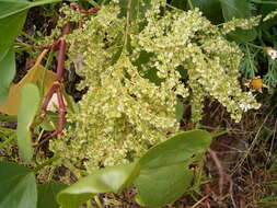 Imagem de Rumex lunaria L.