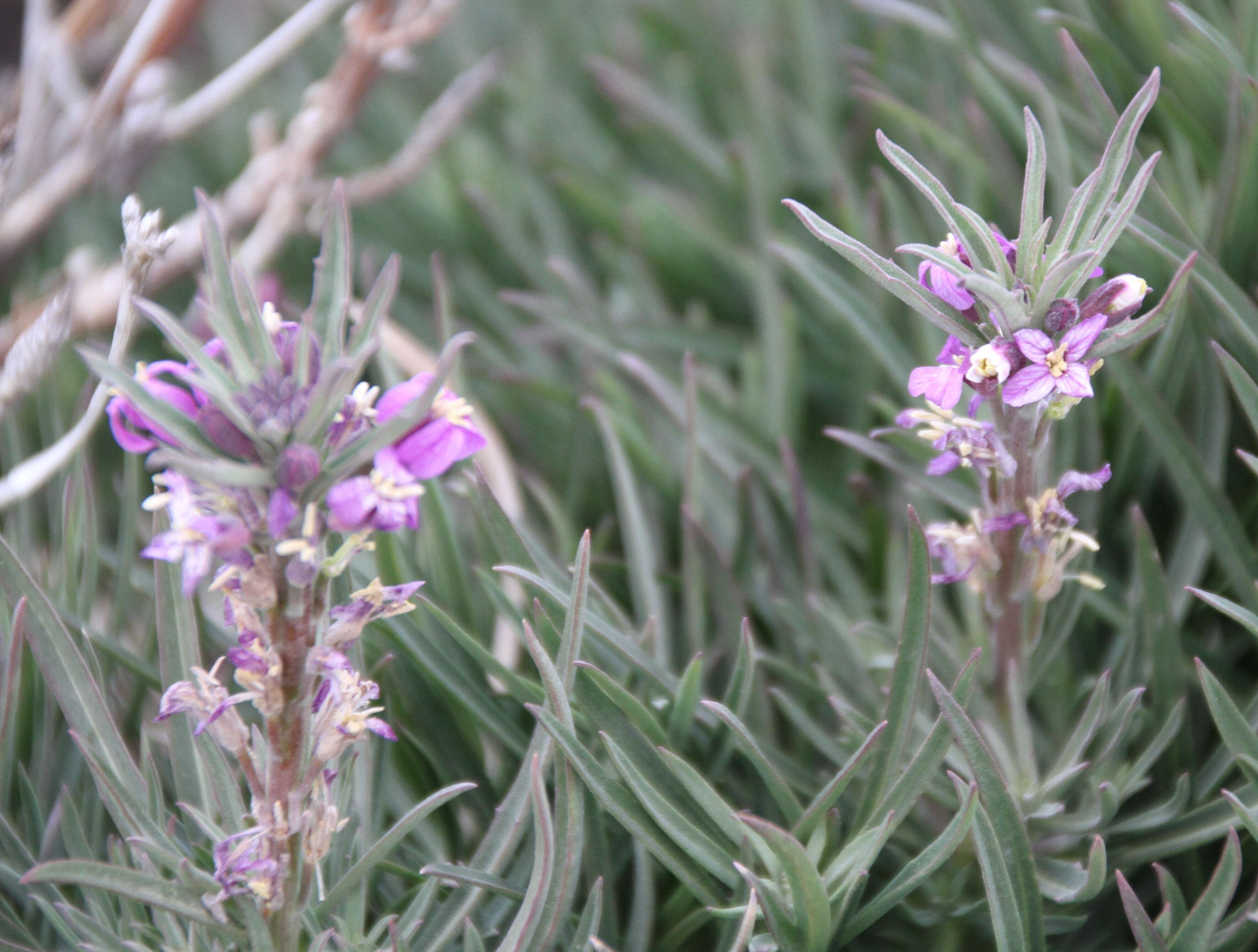 Image of Erysimum scoparium (Brouss. ex Willd.) Wettst.