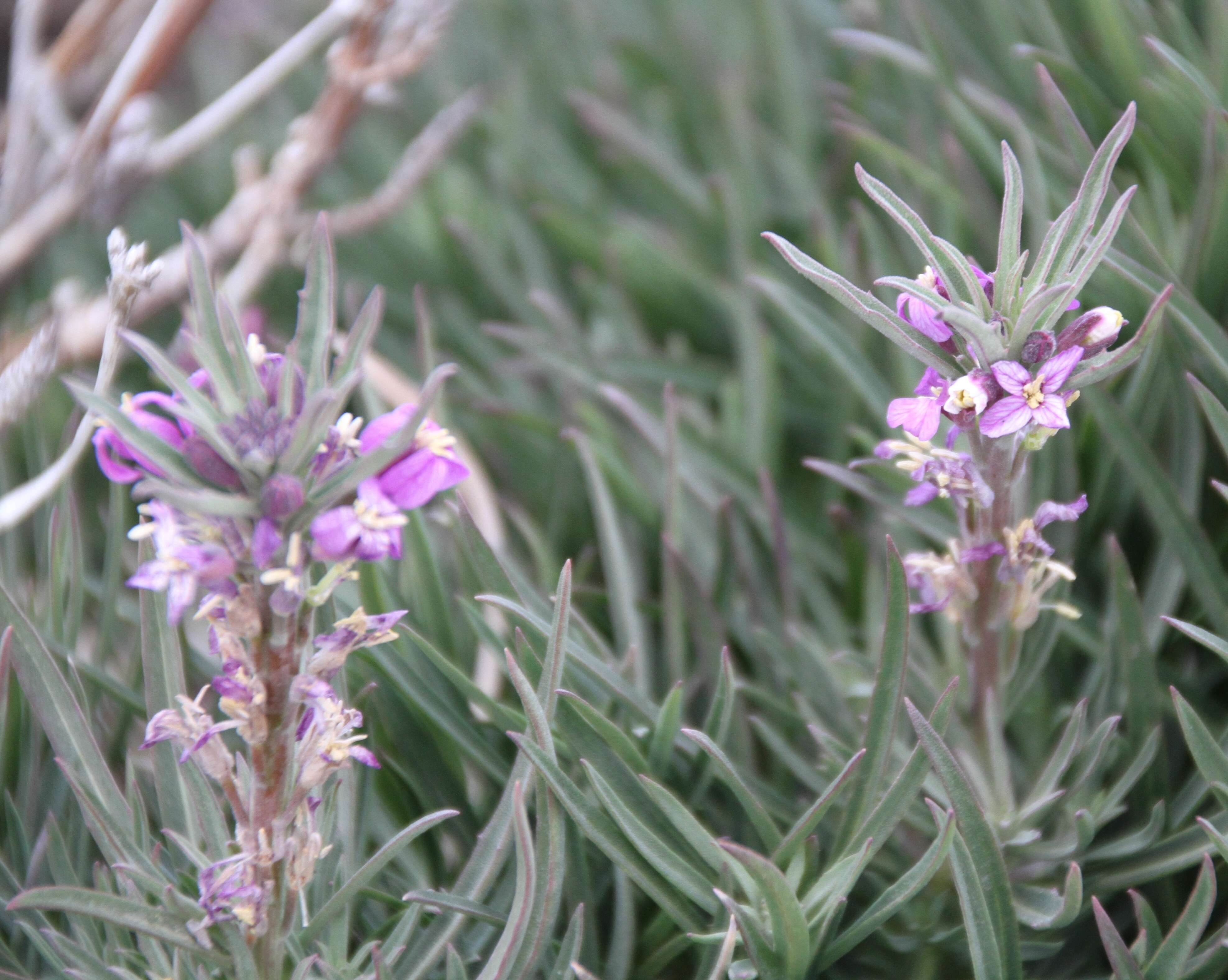 Image of Erysimum scoparium (Brouss. ex Willd.) Wettst.