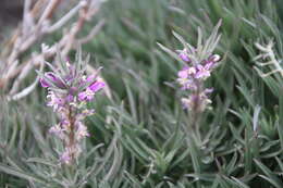 Image of Erysimum scoparium (Brouss. ex Willd.) Wettst.