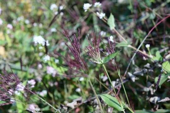 Image of small carpgrass