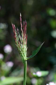 Image of small carpgrass