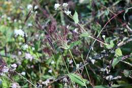 Image of small carpgrass