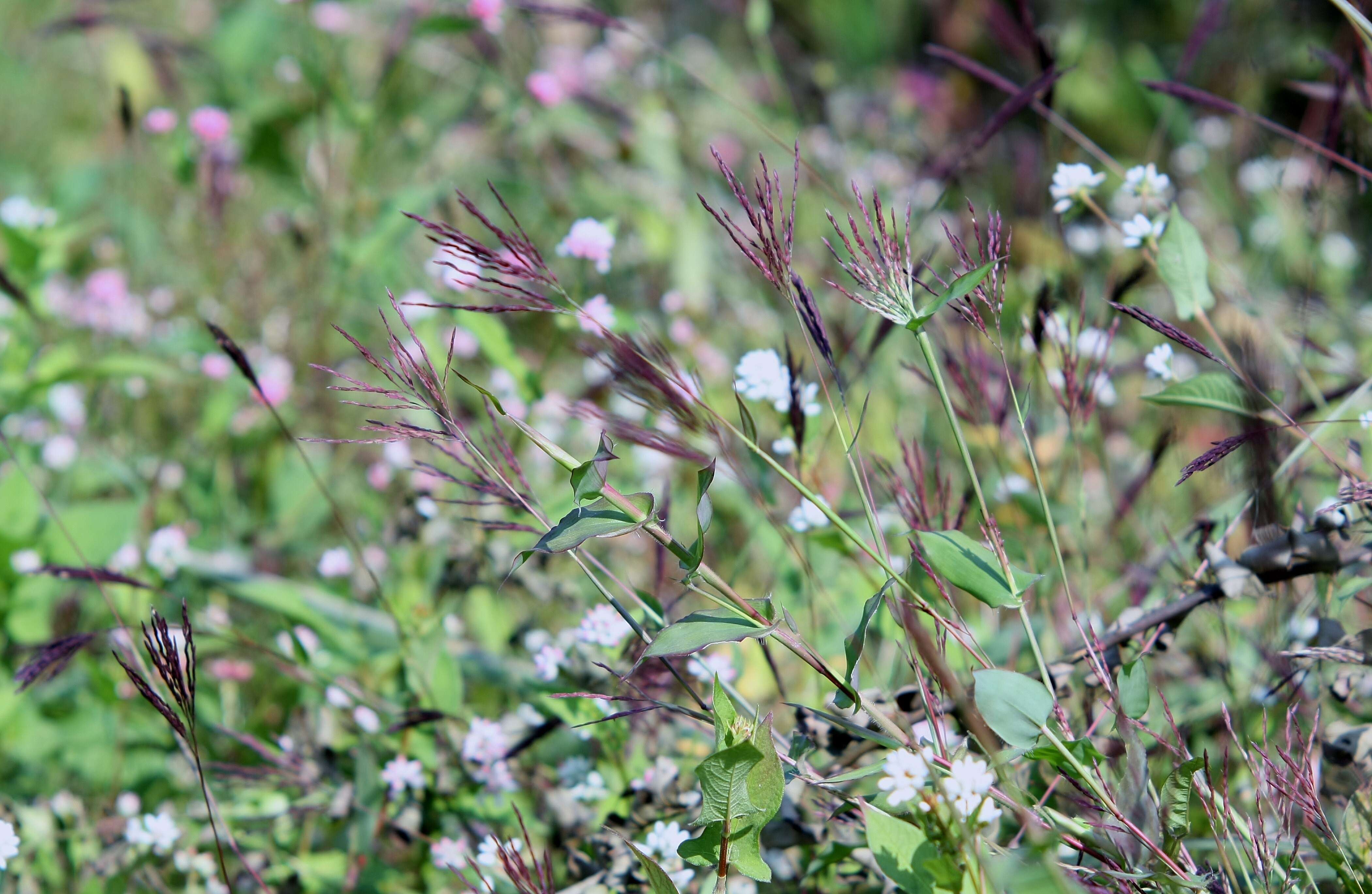 Image of small carpgrass