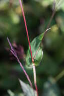 Image of small carpgrass