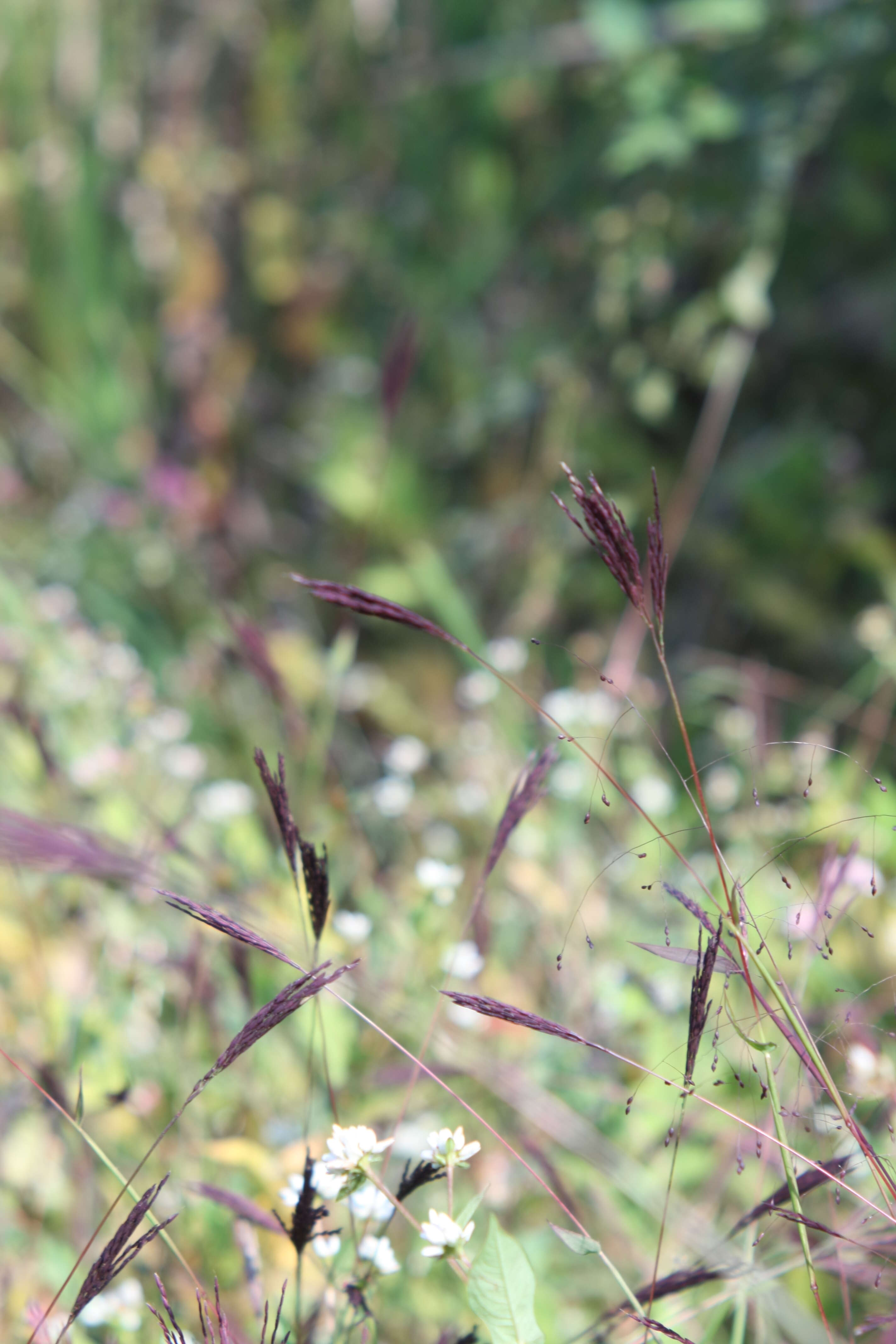 Image of small carpgrass