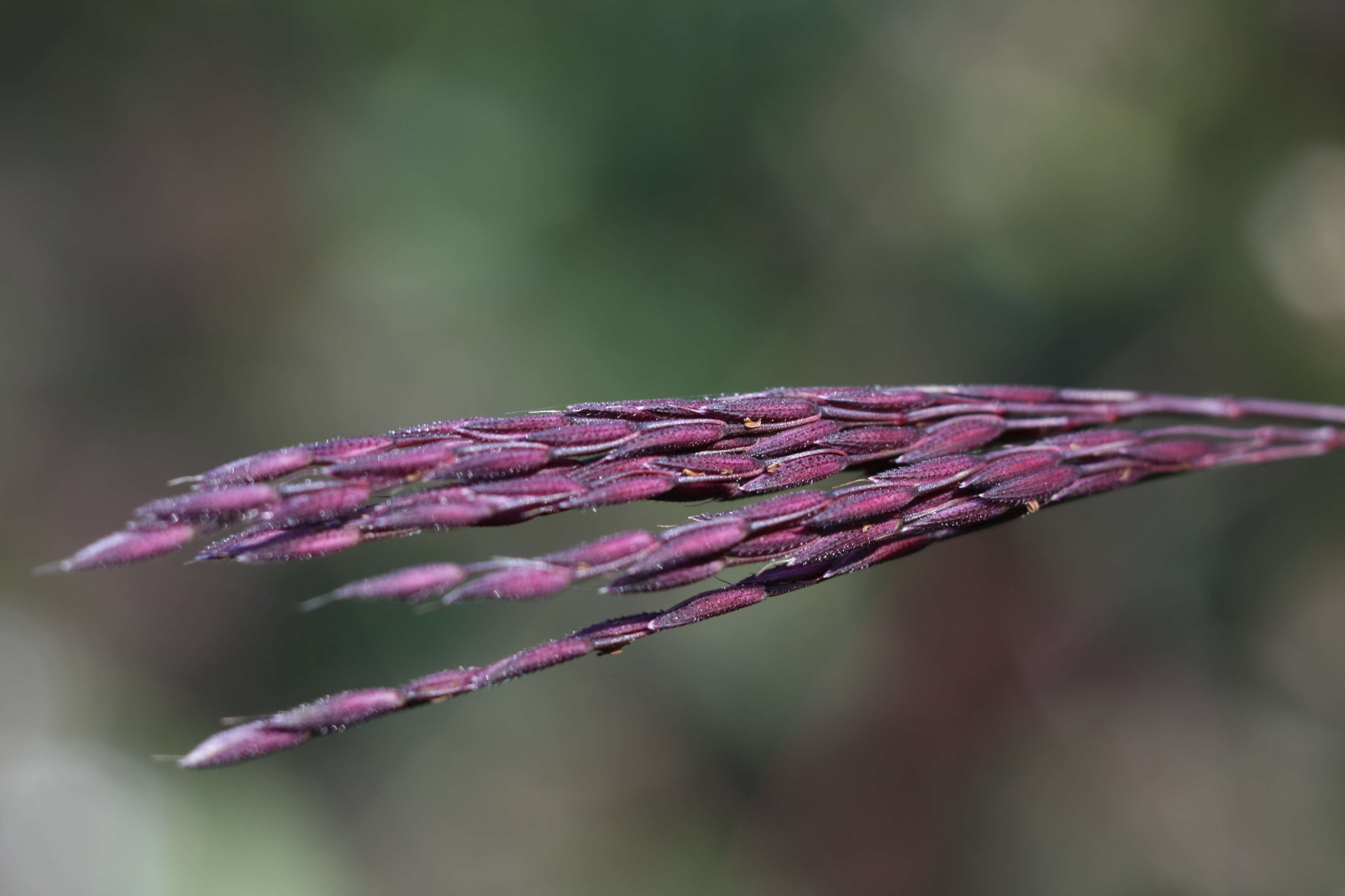 Image of small carpgrass