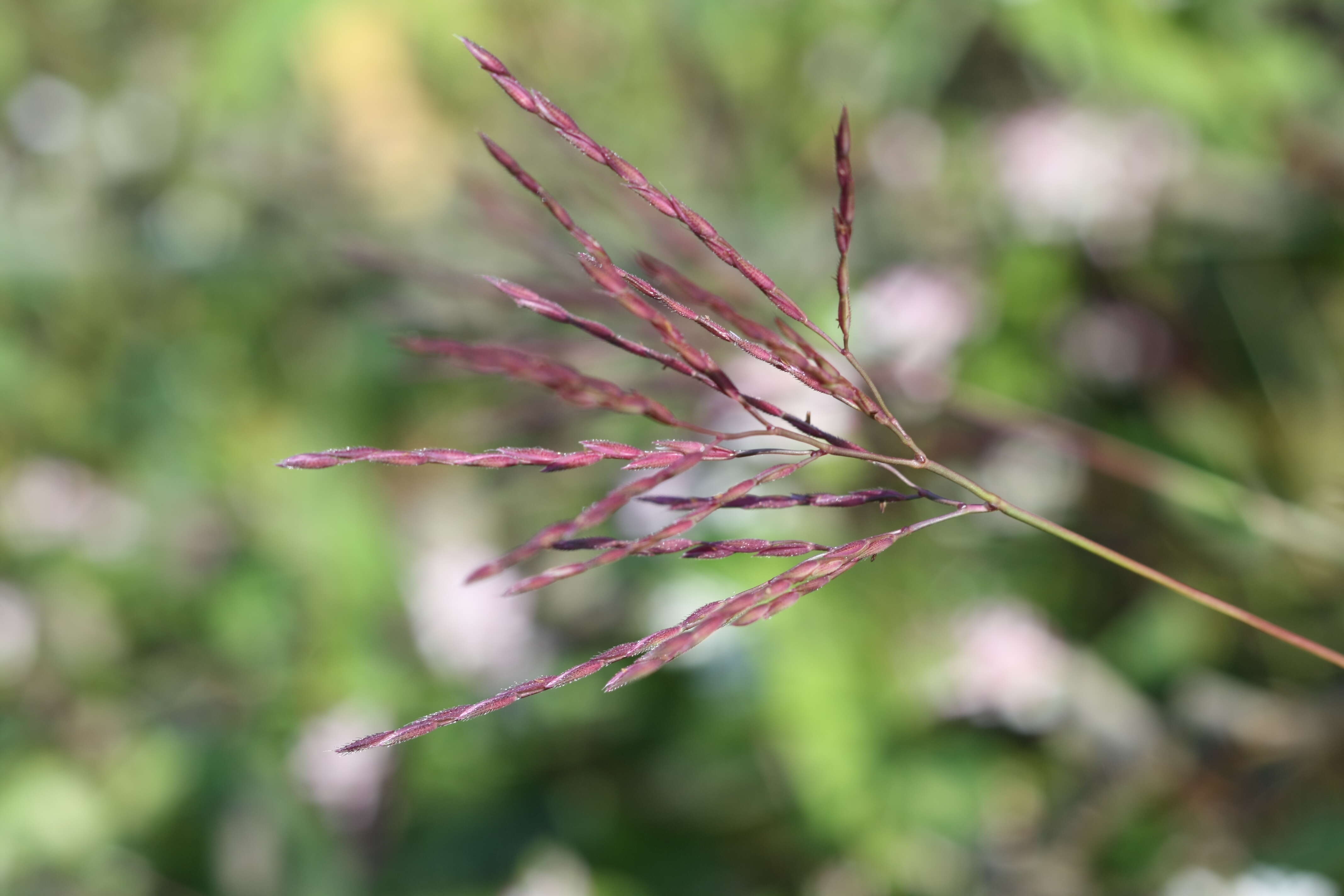 Image of small carpgrass