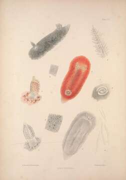Image of Rostanga rubra (Risso 1818)