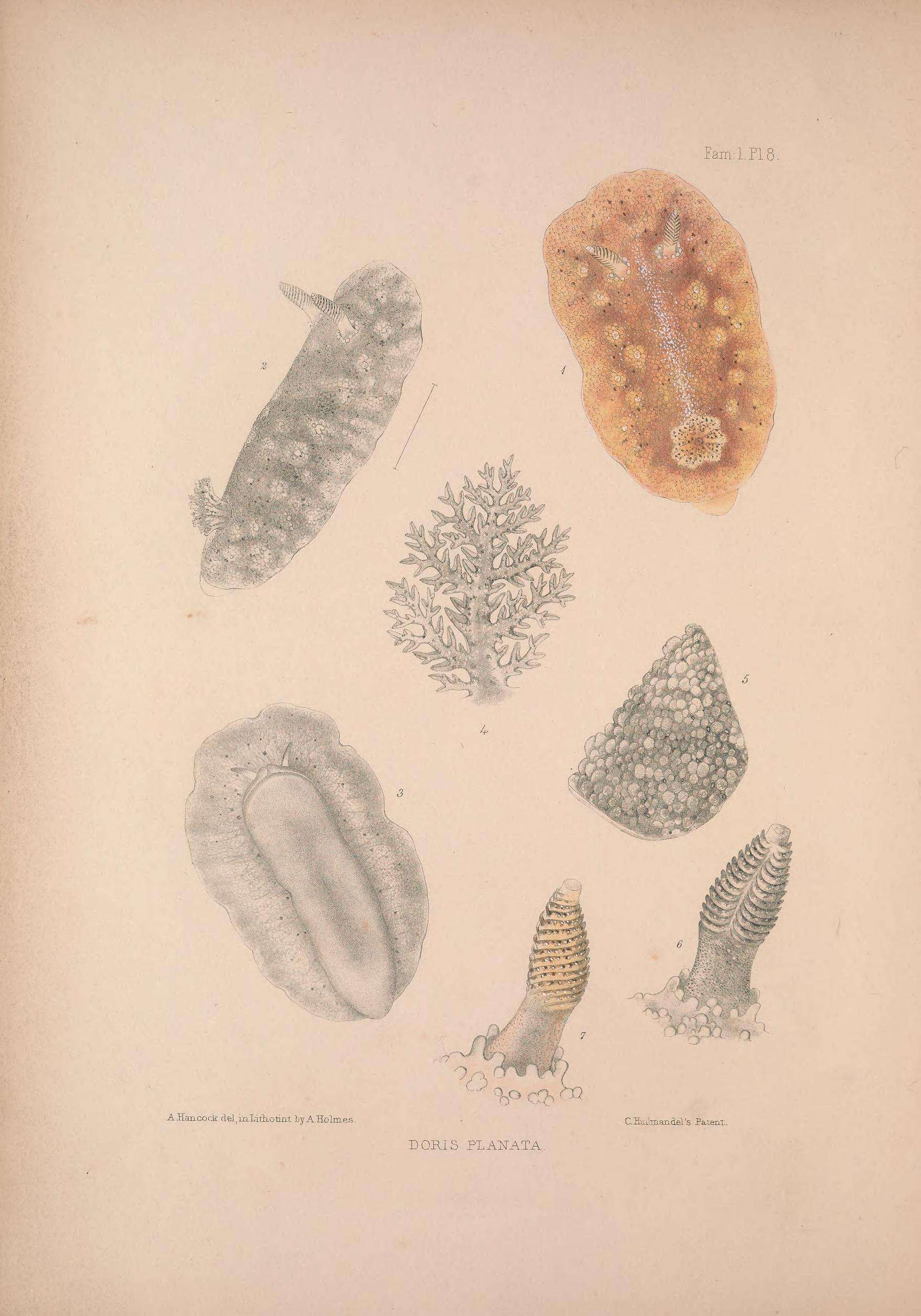 Image of Geitodoris planata (Alder & Hancock 1846)