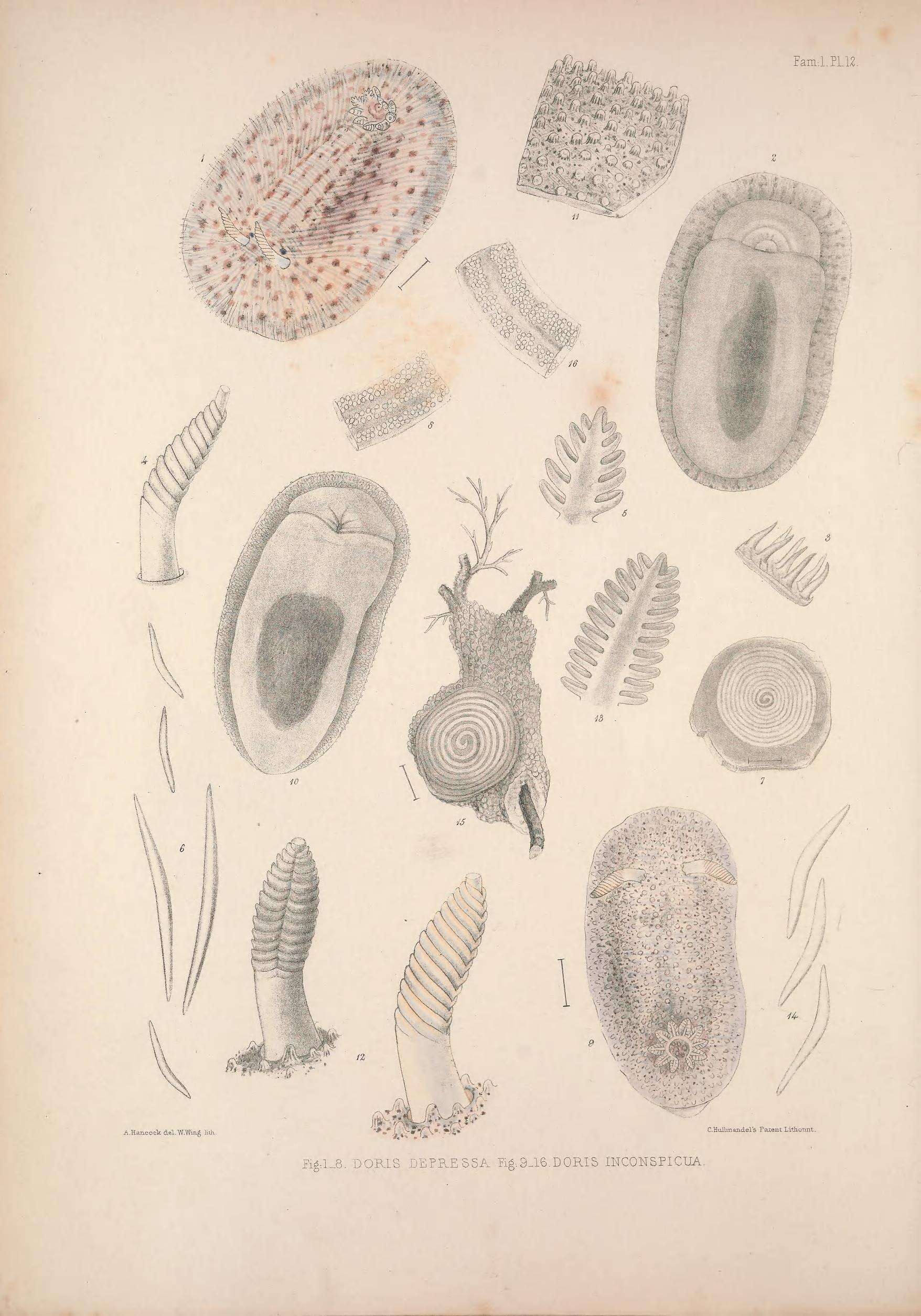 Image of Onchidoris inconspicua