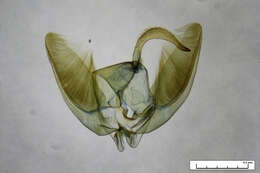 Gillmeria ochrodactyla (Denis & Schiffermüller 1775) resmi