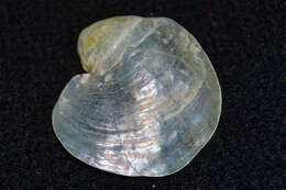 Image of common jingle shell