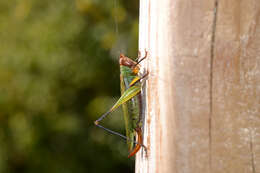 Image of Black-legged Meadow Katydid