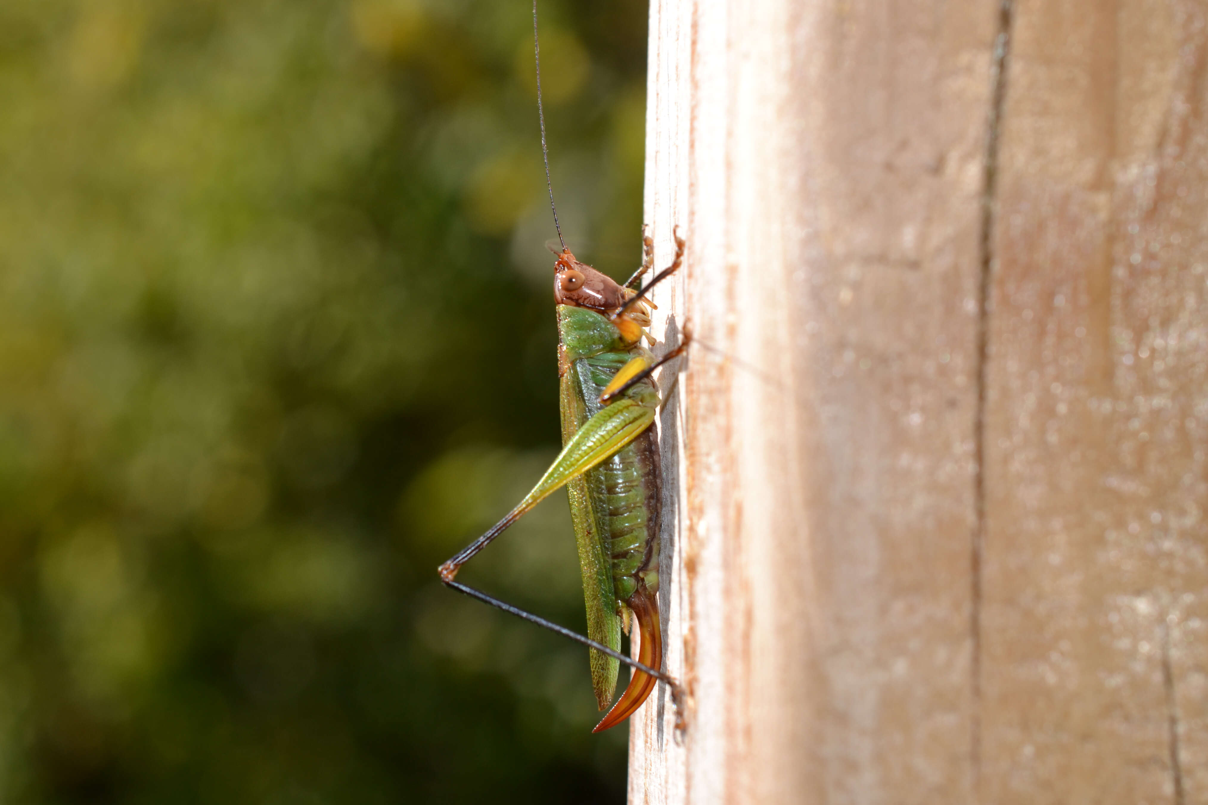 Image of Black-legged Meadow Katydid