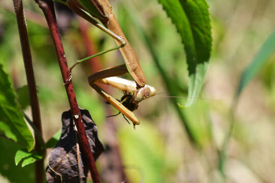 Image of Chinese mantis