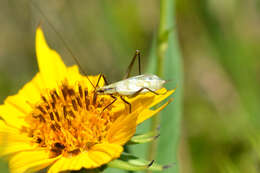 Image of Black-horned Tree Cricket