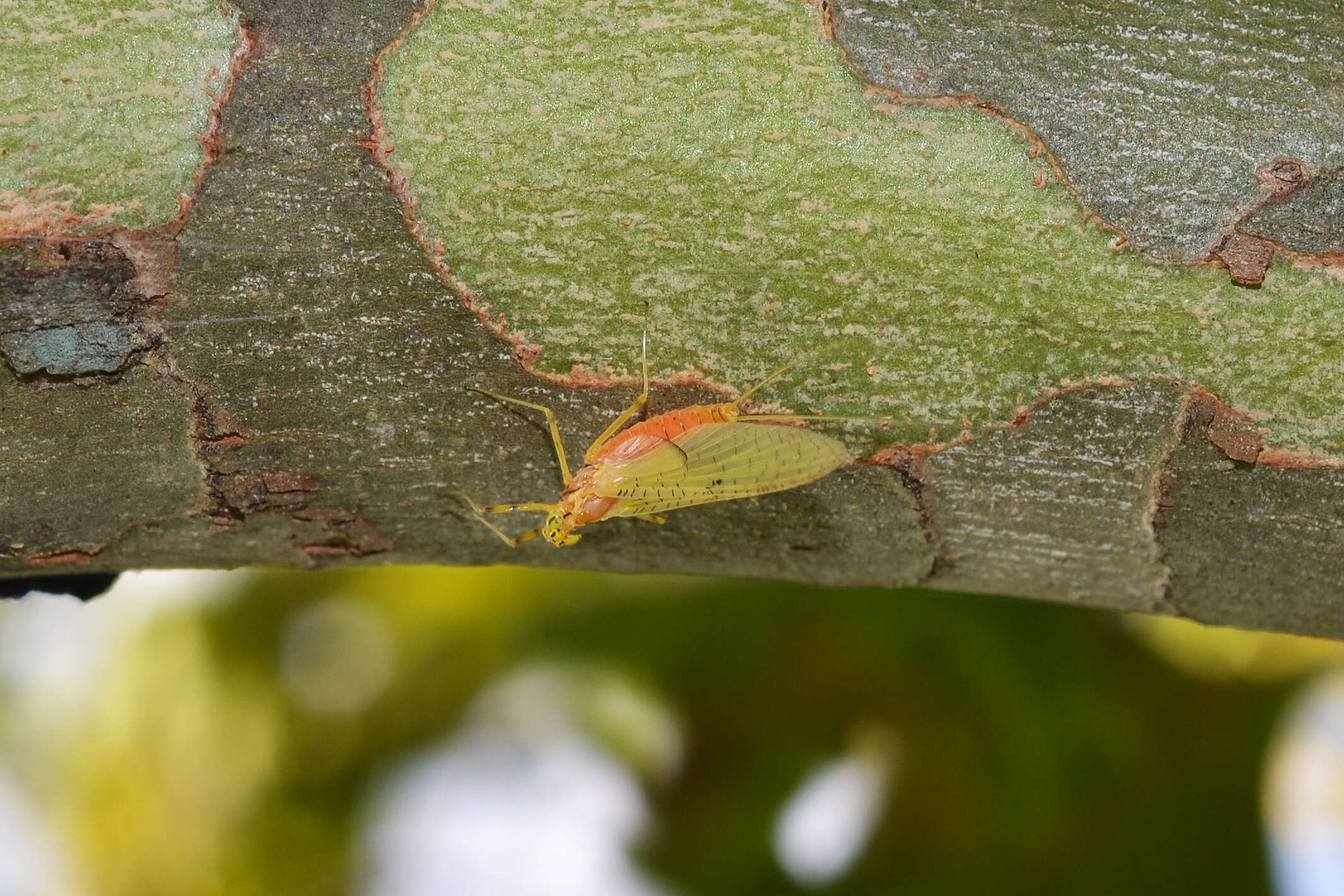 Image of Stenacron Mayfly