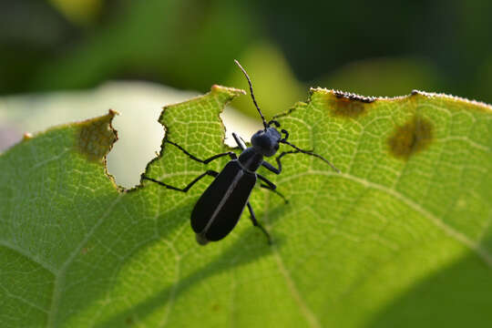 Image of Margined Blister Beetle