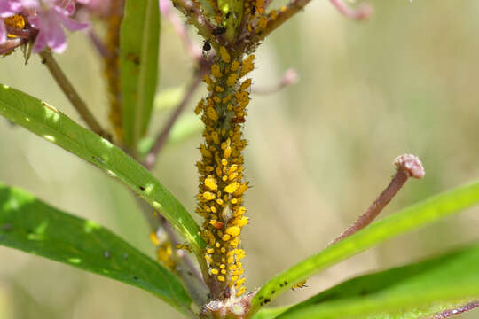 Image of Aphid