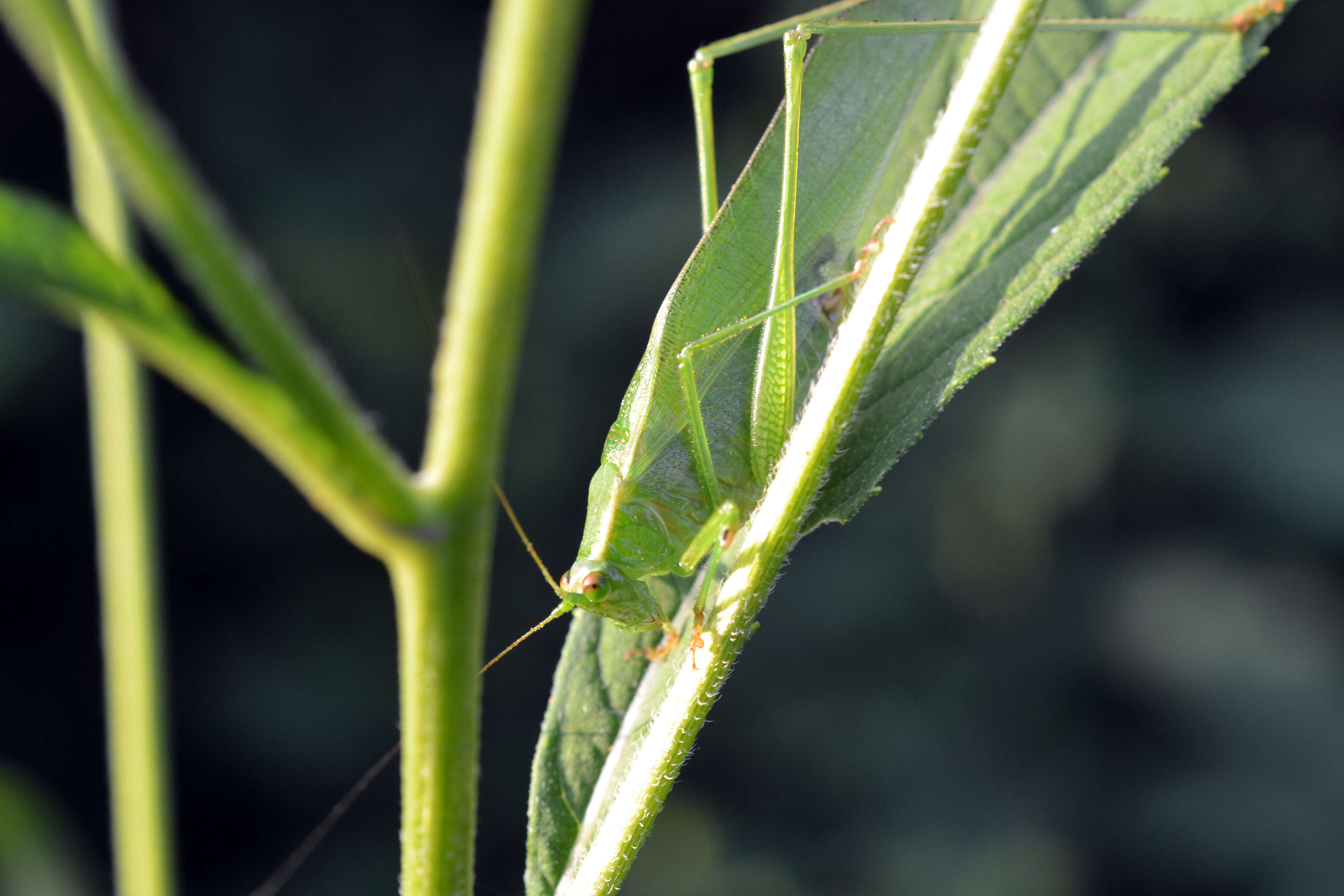 Image of Curve-tailed Bush Katydid