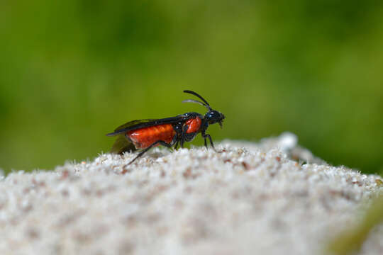 Image of Poison Ivy Sawfly