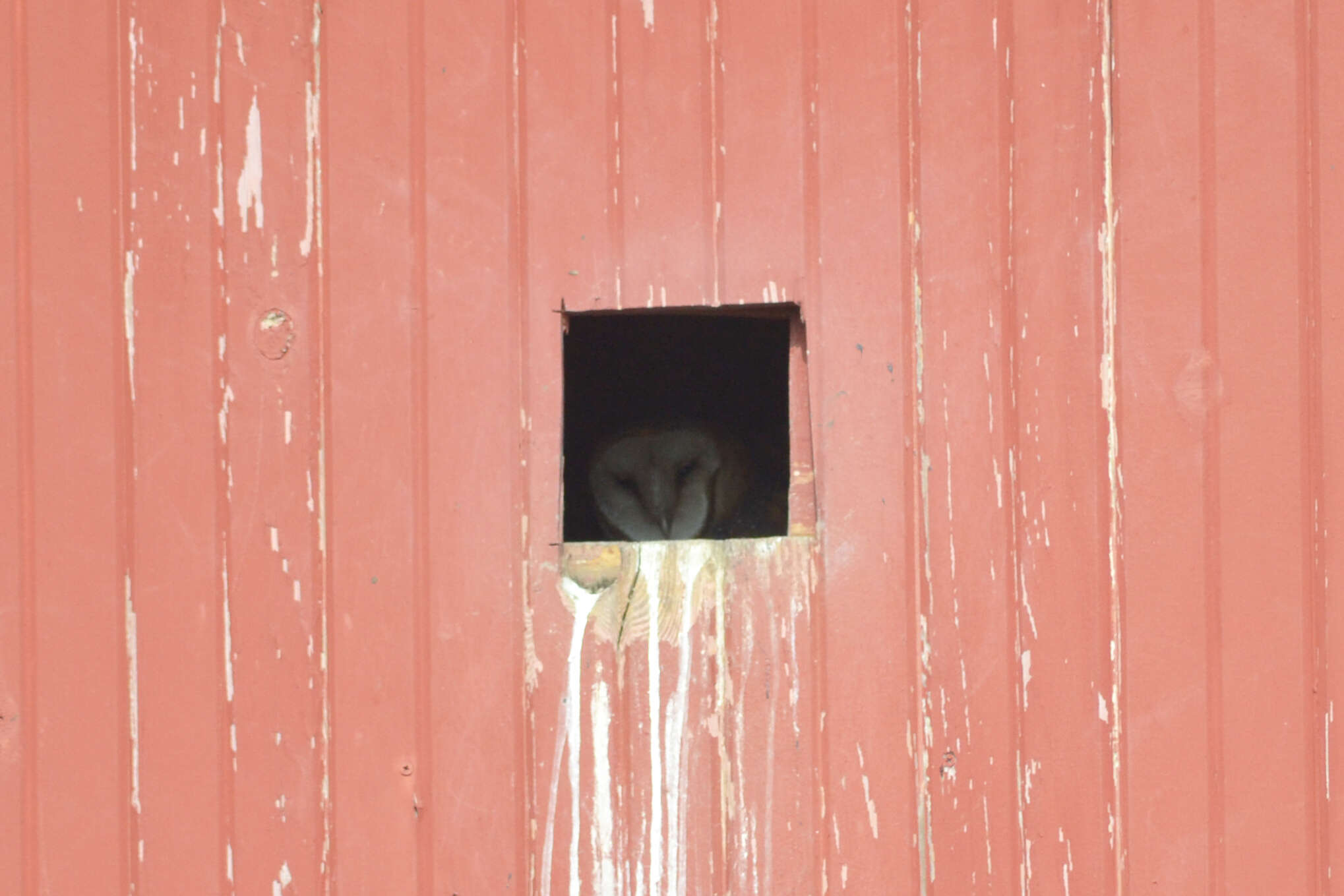 Image of American Barn Owl