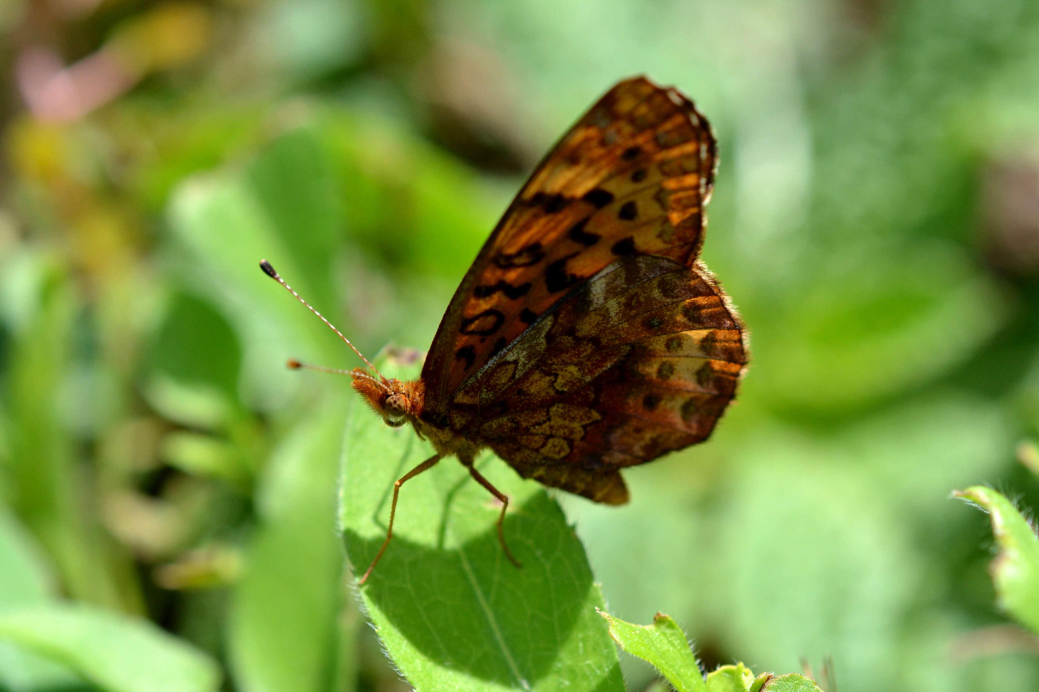 Plancia ëd Boloria bellona