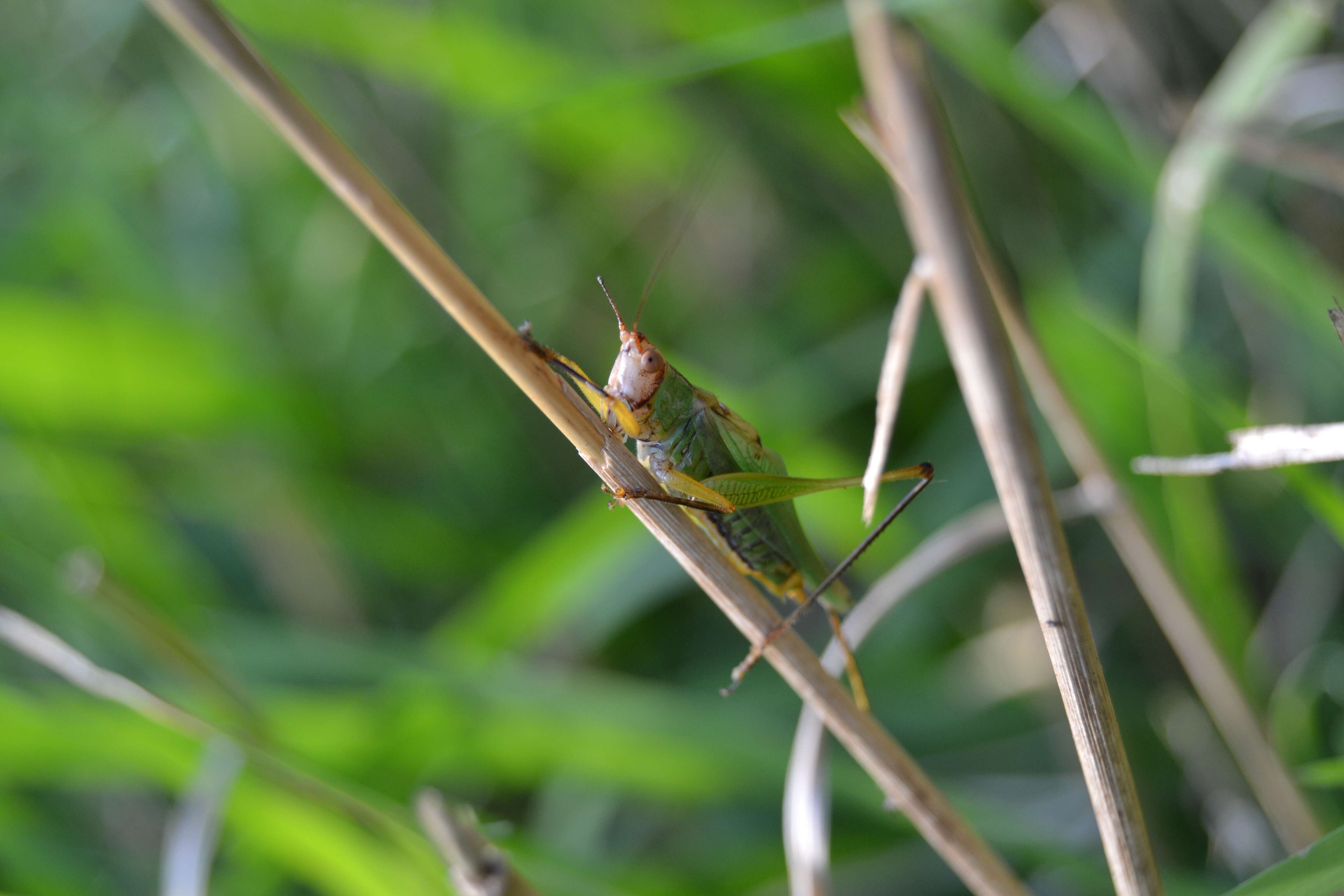 Image of Black-legged Meadow Katydid