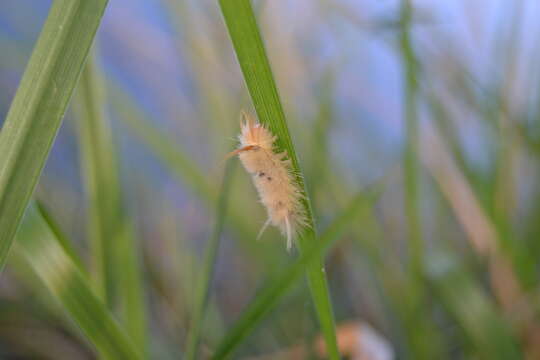 صورة Halysidota harrisii Walsh 1864